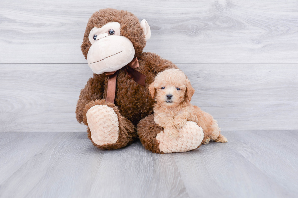 Maltipoo Pup Being Cute