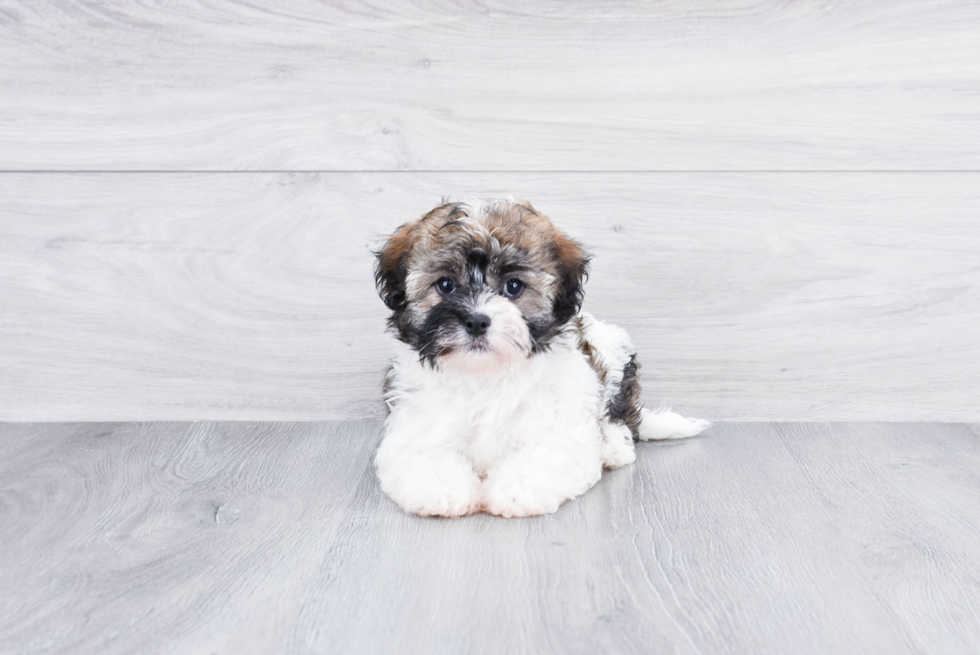 Little Havanese Baby