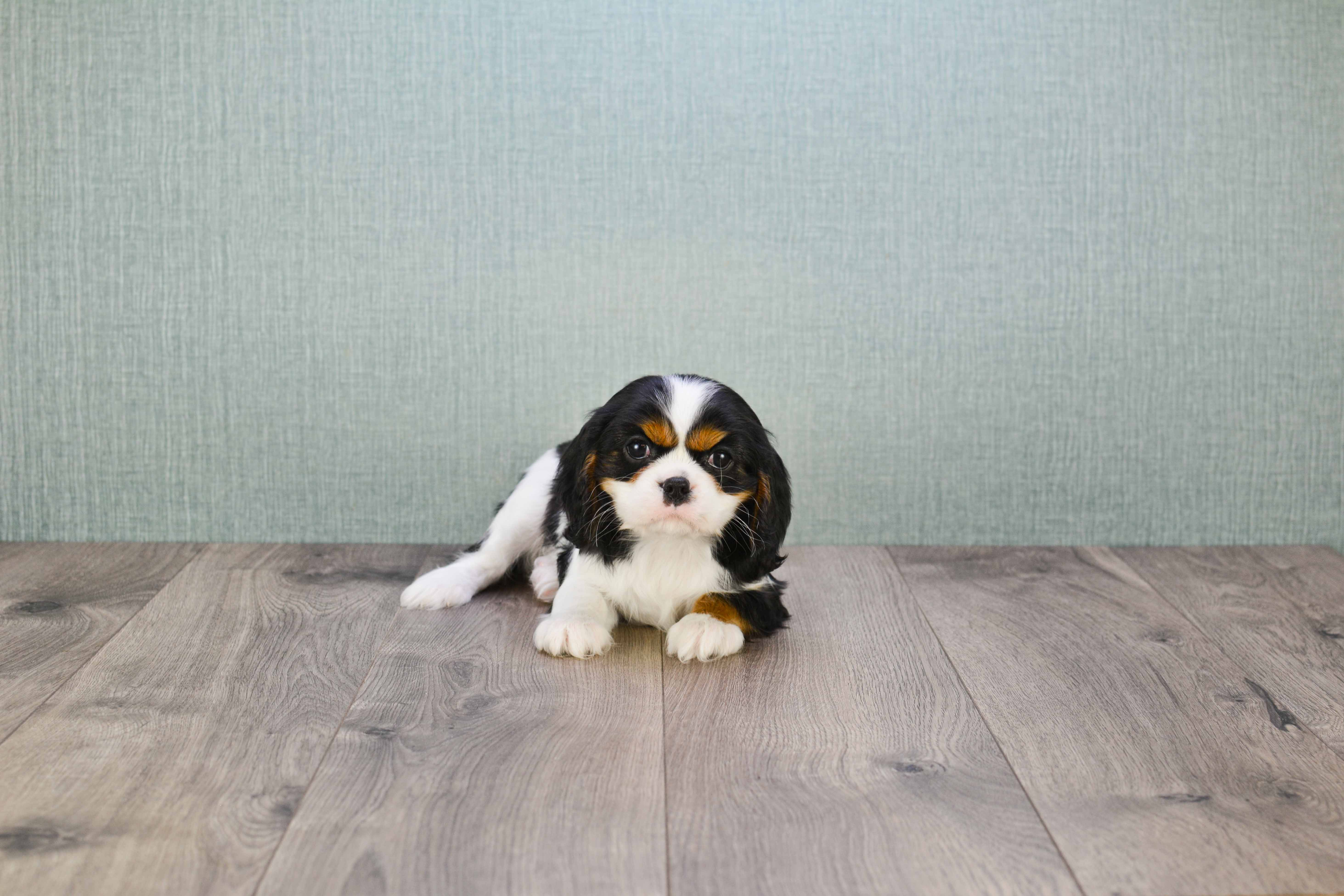 Hypoallergenic Cavalier King Charles Spaniel Purebred Pup