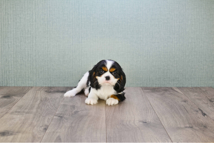 Hypoallergenic Cavalier King Charles Spaniel Purebred Pup