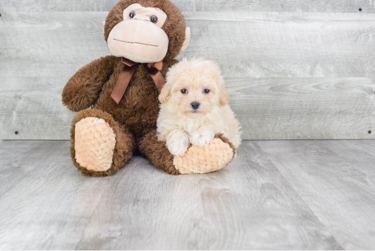 Maltipoo Pup Being Cute