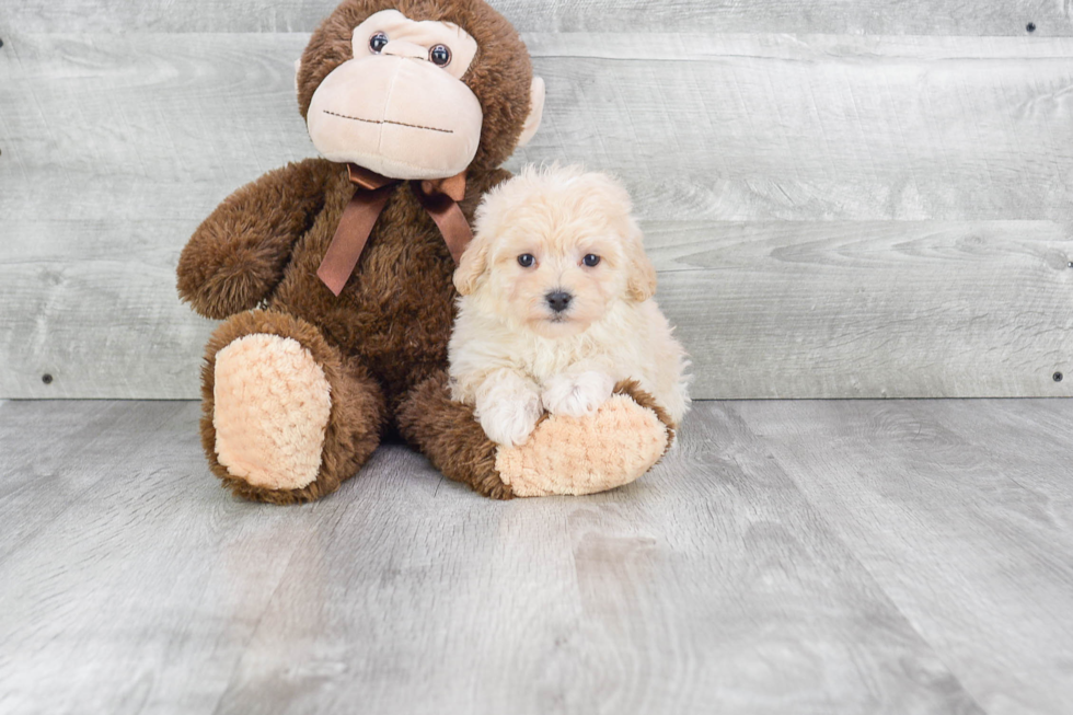 Maltipoo Pup Being Cute