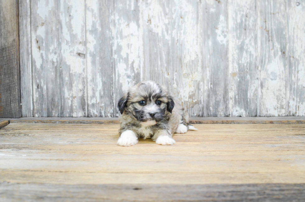 Teddy Bear Pup Being Cute