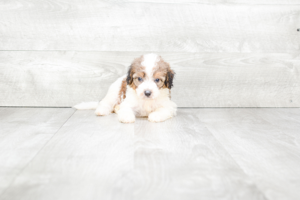 Mini Bernedoodle Puppy for Adoption