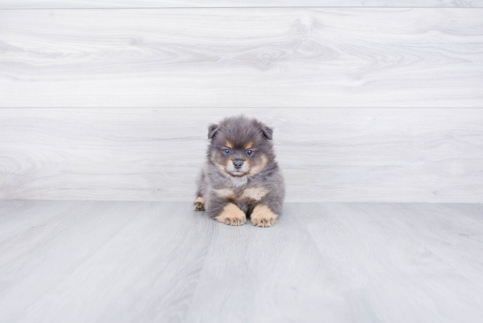 Fluffy Pomeranian Purebred Puppy