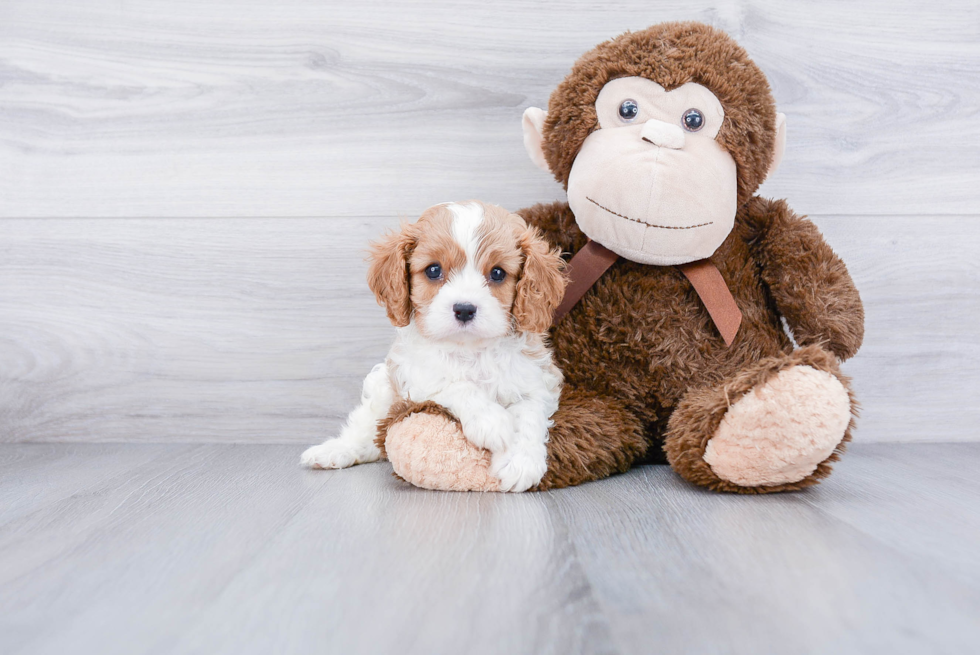 Energetic Cavalier King Charles Spaniel Purebred Puppy