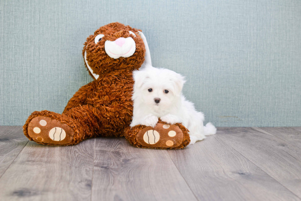 Popular Maltese Purebred Pup