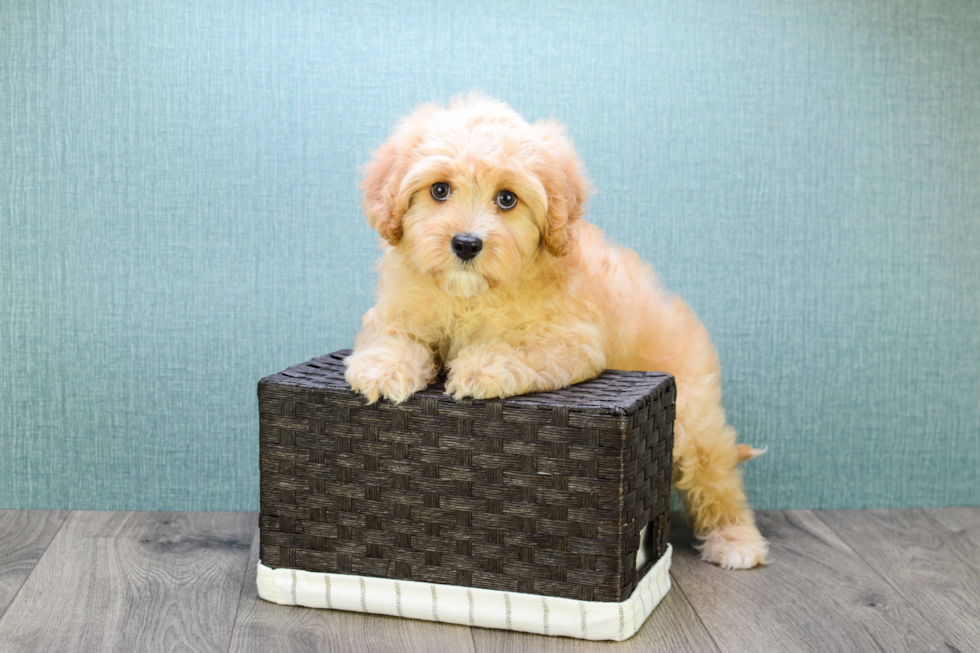 Happy Mini Goldendoodle Baby