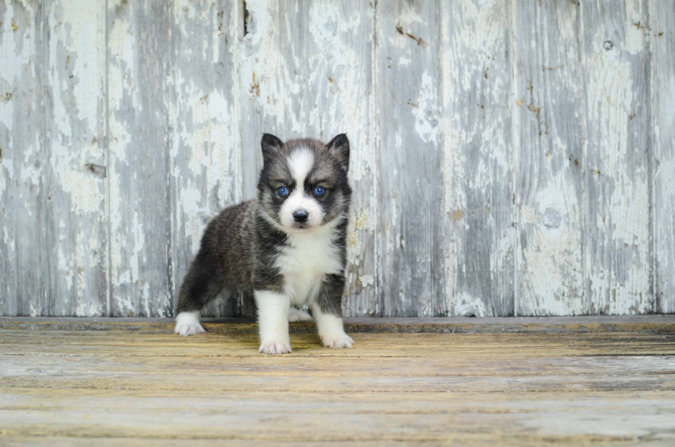 Petite Pomsky Designer Pup