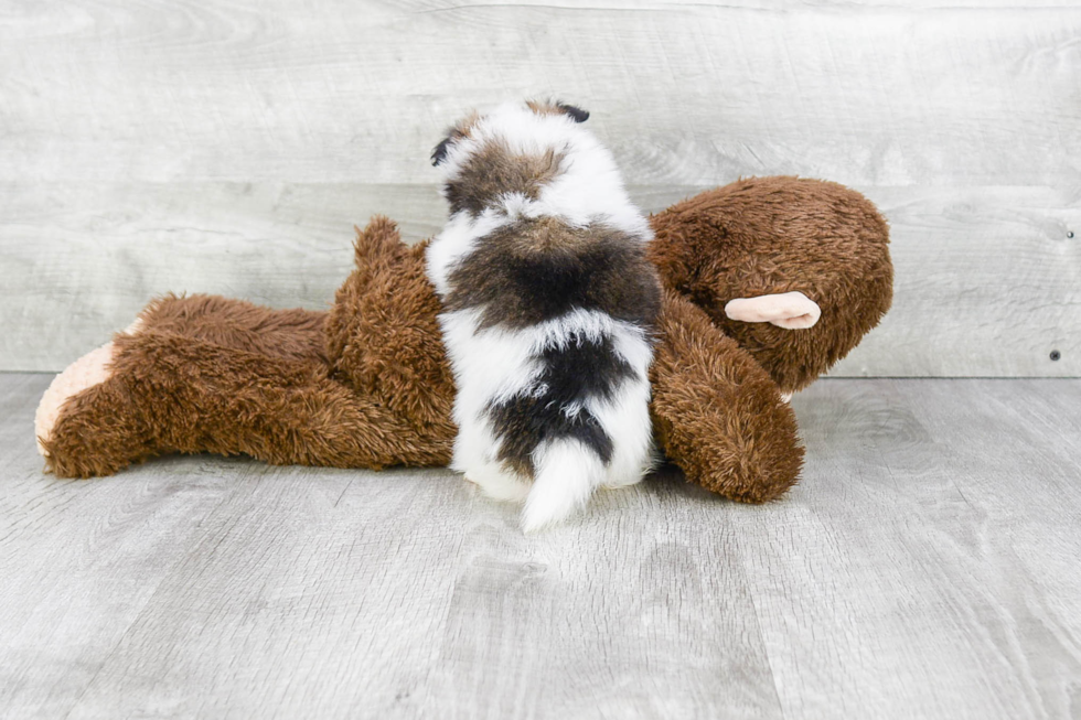 Sweet Pomeranian Purebred Puppy