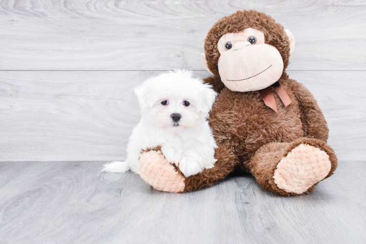 Maltese Pup Being Cute