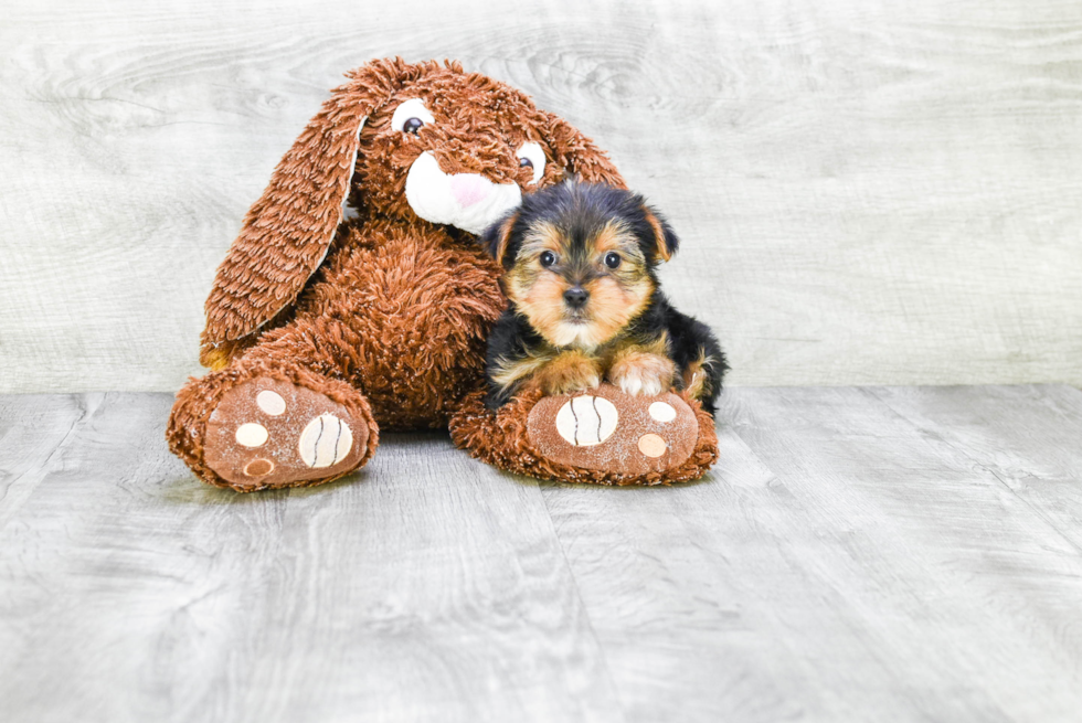 Meet Beyonce - our Yorkshire Terrier Puppy Photo 