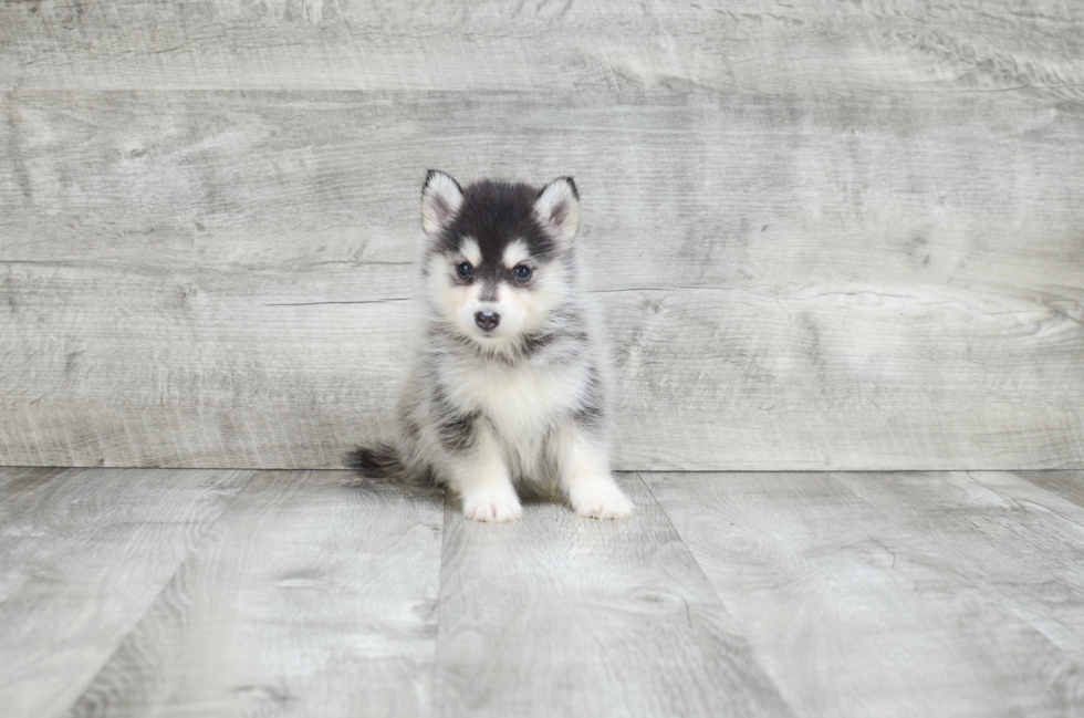 Best Pomsky Baby