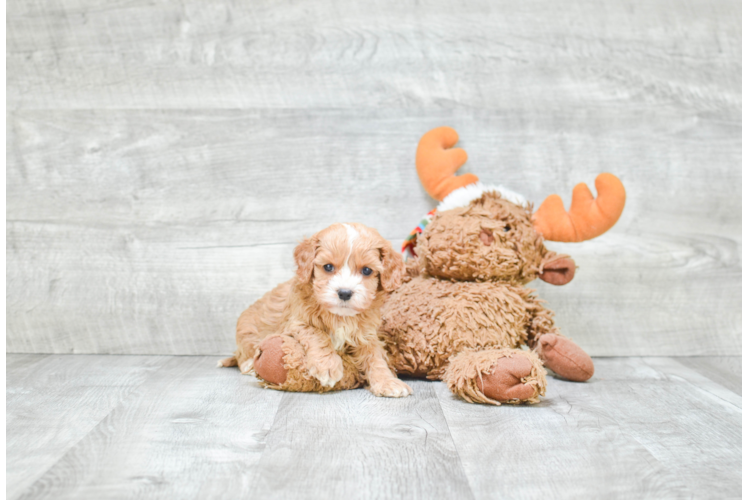 Small Cavapoo Baby