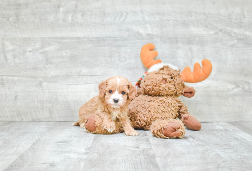 Small Cavapoo Baby