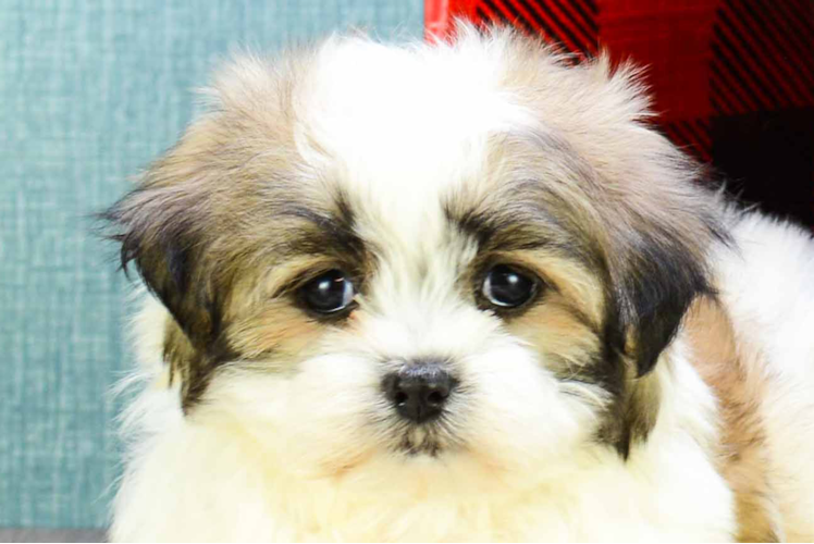 Morkie Puppy for Adoption