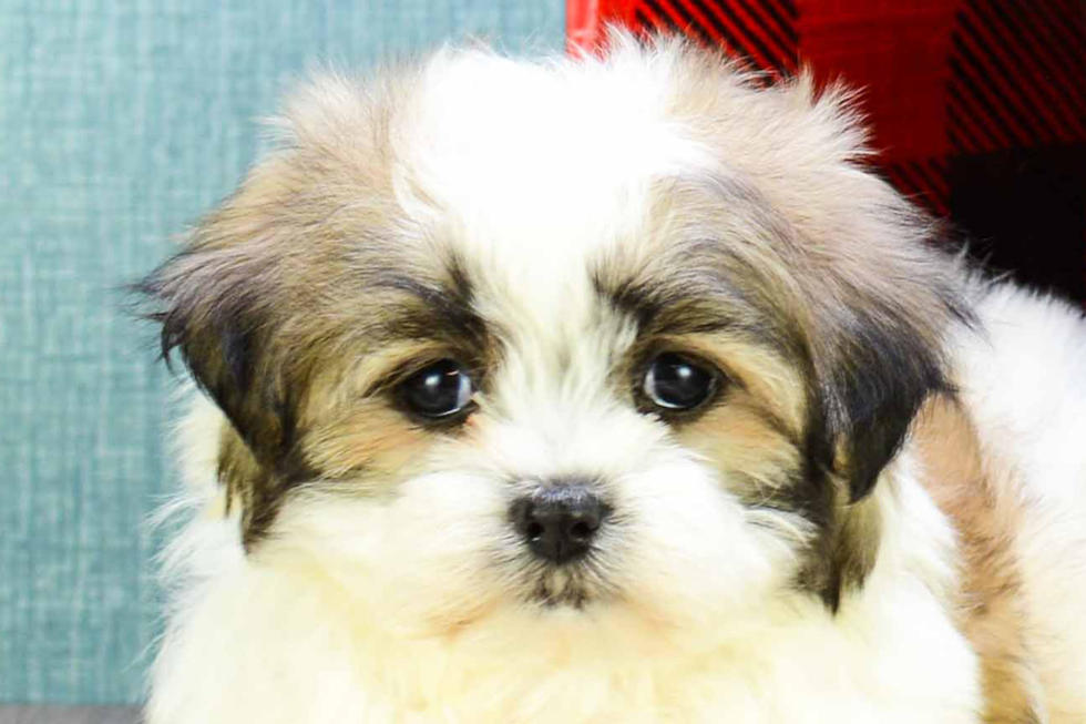 Morkie Puppy for Adoption