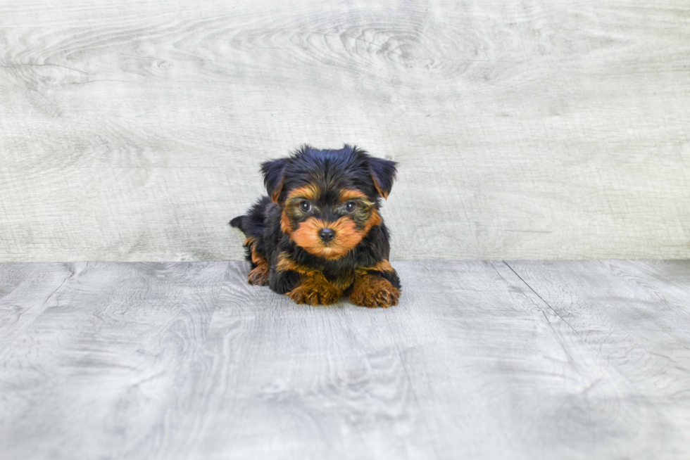 Meet Roscoe - our Yorkshire Terrier Puppy Photo 