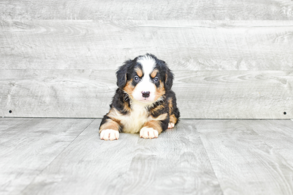 Mini Bernedoodle Pup Being Cute