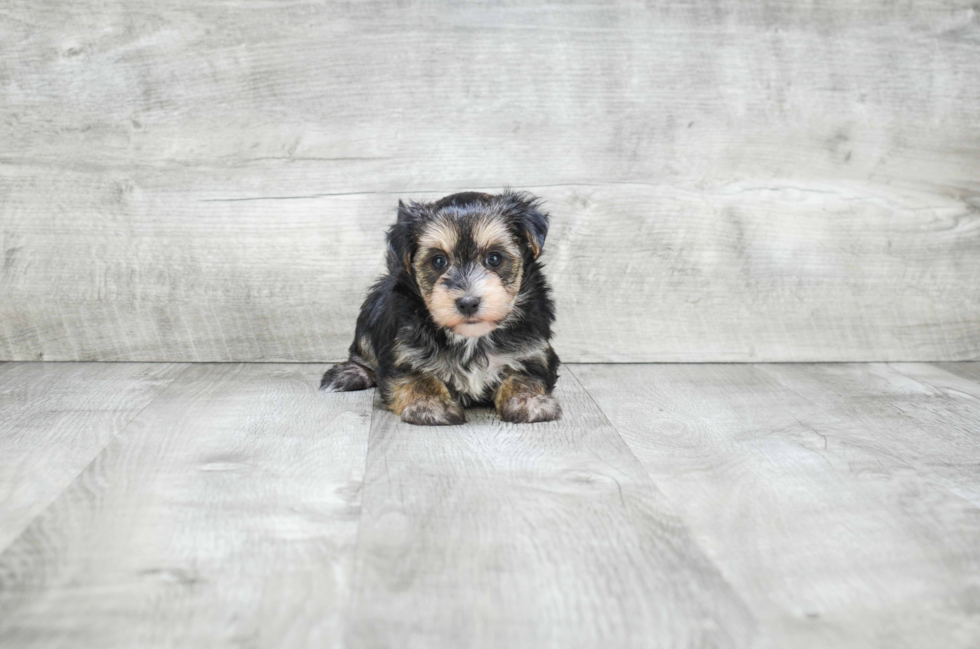 Best Morkie Baby