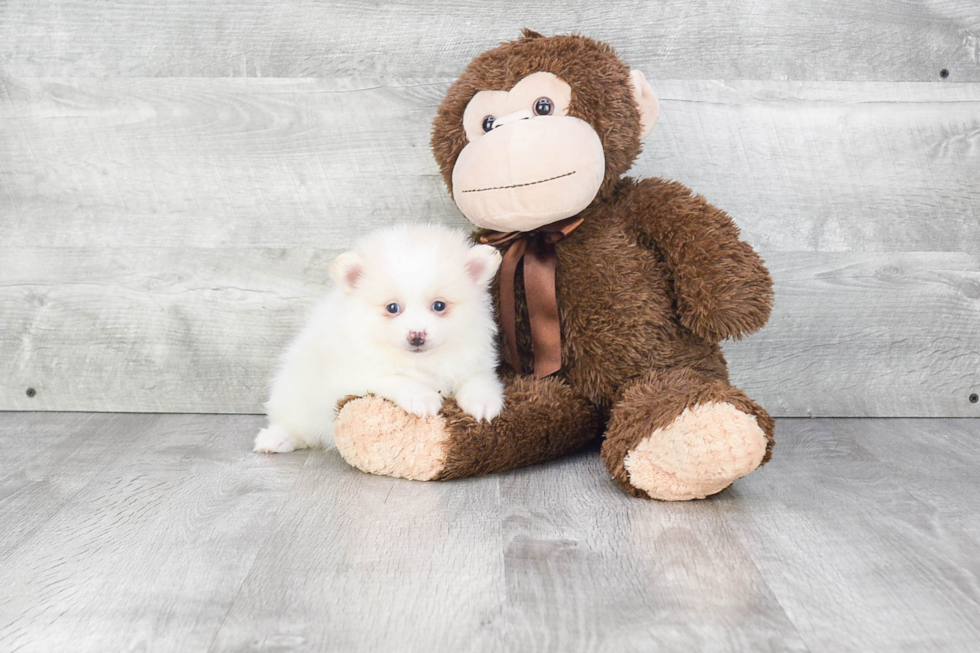 Friendly Pomeranian Baby