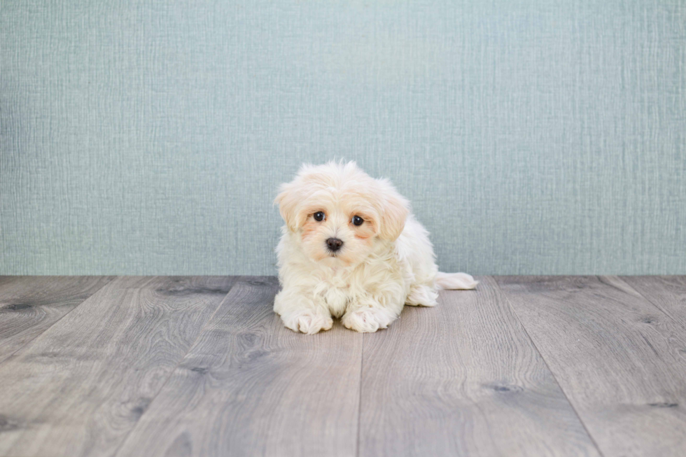 Maltipoo Pup Being Cute