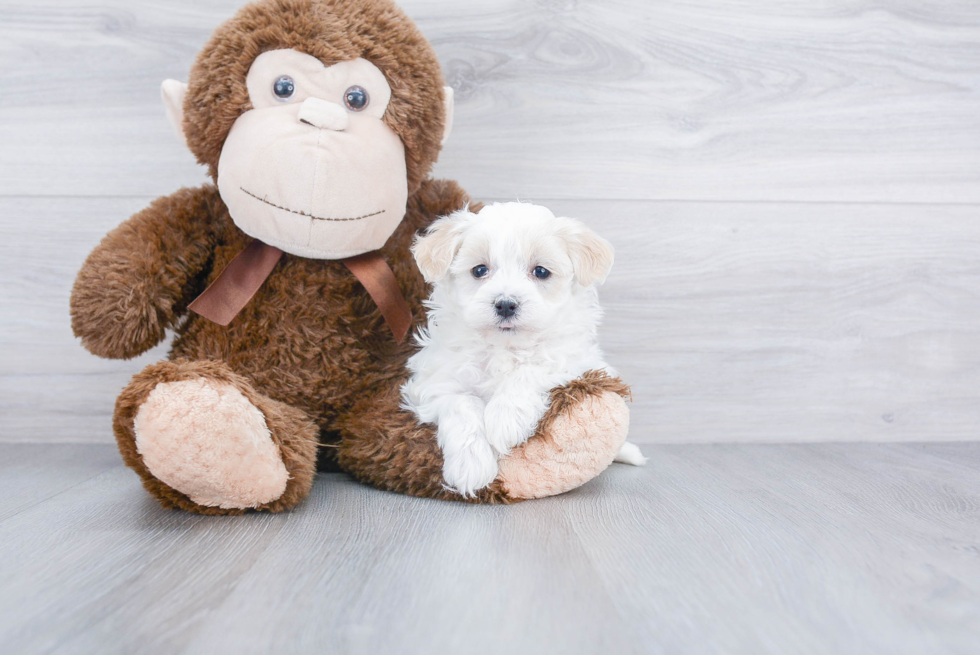 Best Maltipoo Baby