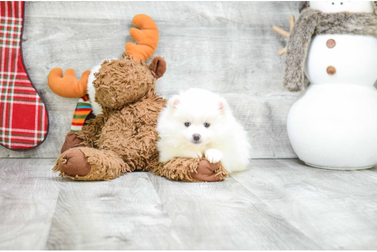 Sweet Pomeranian Purebred Puppy