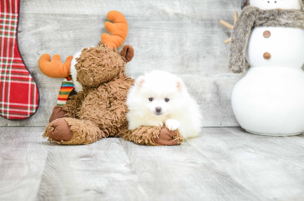 Sweet Pomeranian Purebred Puppy