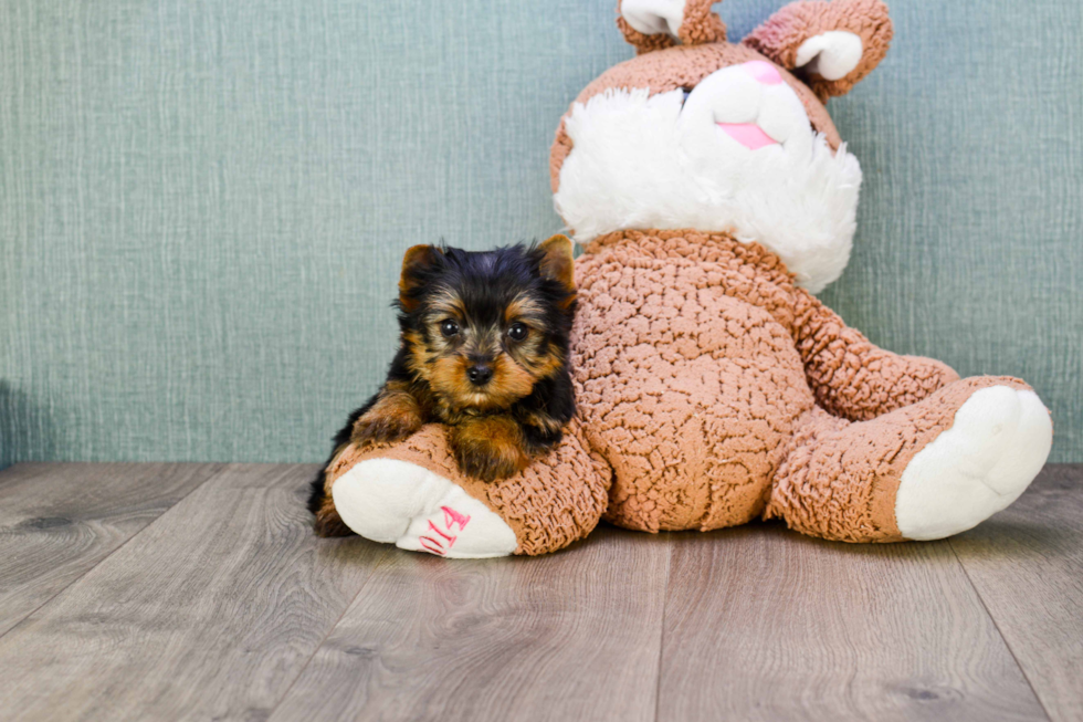 Meet Rebecca - our Yorkshire Terrier Puppy Photo 