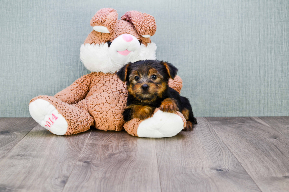 Meet Jeremy - our Yorkshire Terrier Puppy Photo 