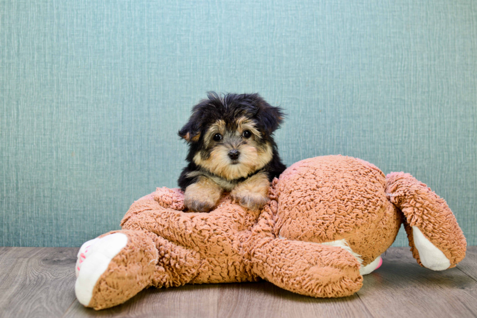 Friendly Morkie Baby