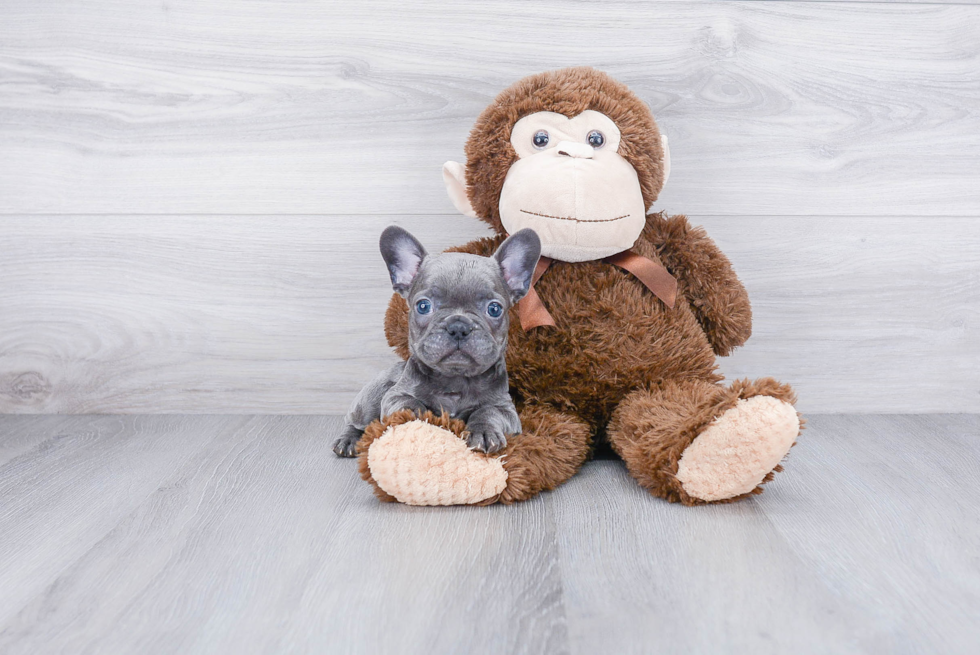 French Bulldog Pup Being Cute