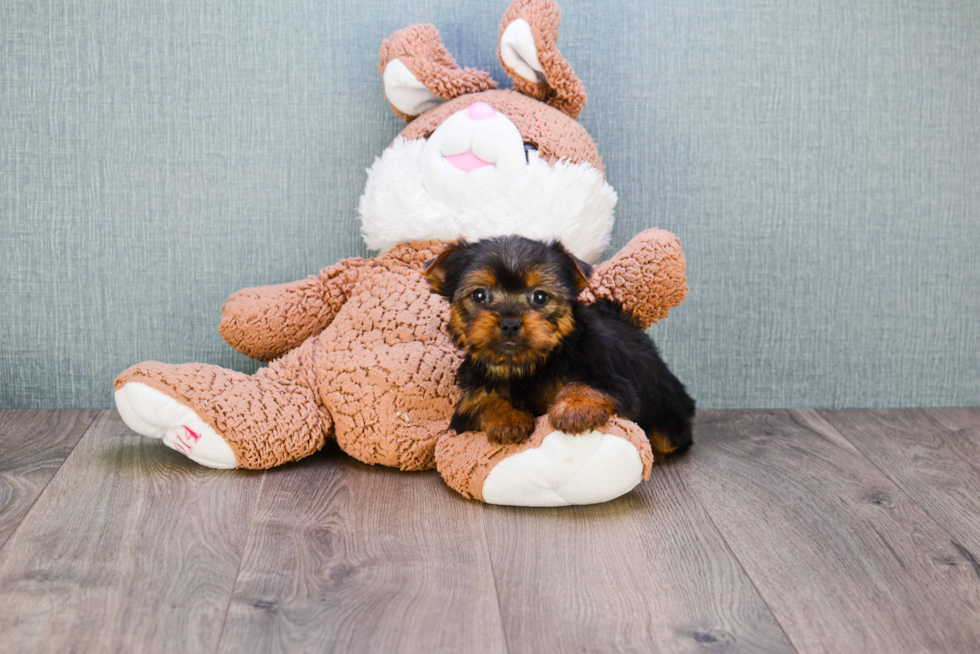 Meet Ronaldo - our Yorkshire Terrier Puppy Photo 