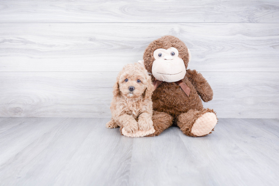 Cockapoo Pup Being Cute