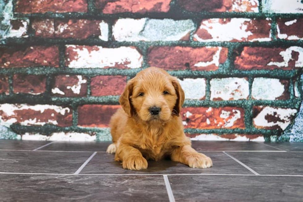 Mini Goldendoodle Pup Being Cute