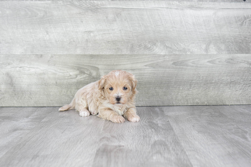 Maltipoo Pup Being Cute