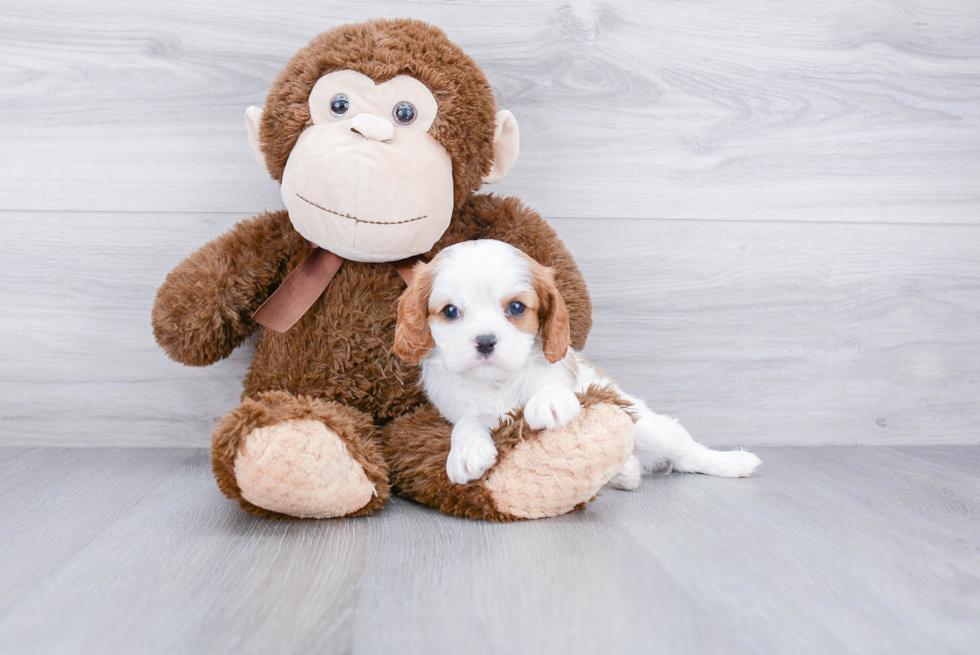 Cavalier King Charles Spaniel Puppy for Adoption