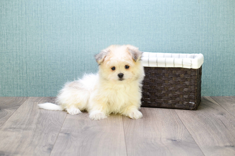 Maltipom Puppy for Adoption