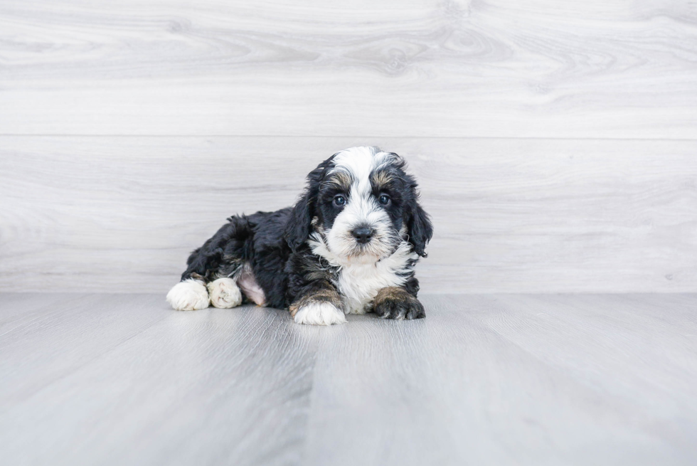 Playful Mini Berniedoodle Poodle Mix Puppy