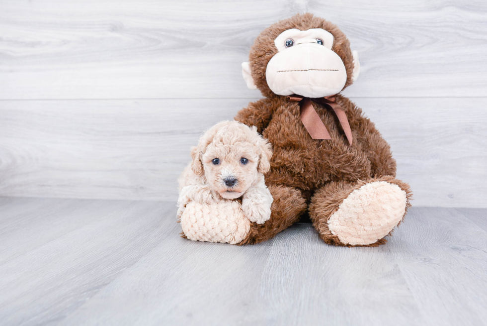 Akc Registered Havanese Baby