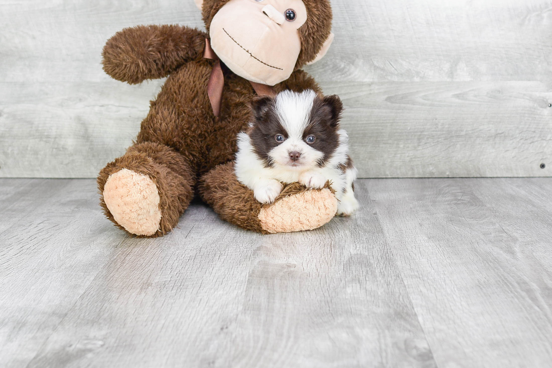 Small Pomeranian Purebred Pup