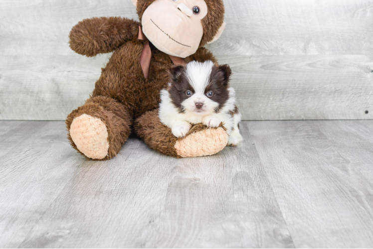 Small Pomeranian Purebred Pup