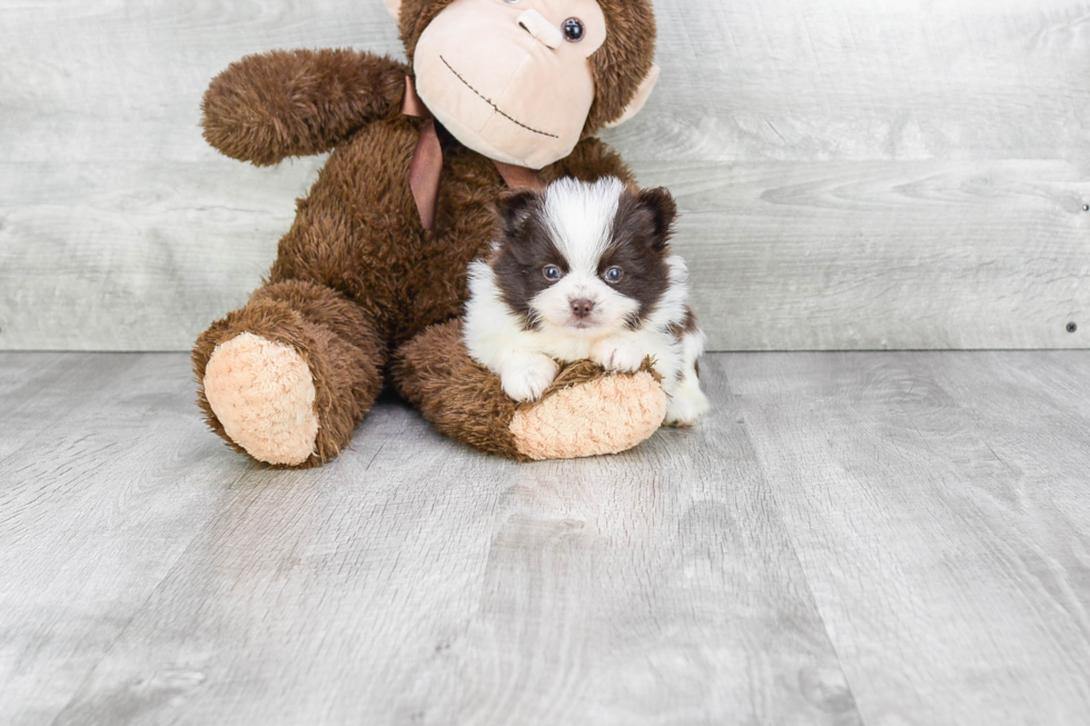 Small Pomeranian Purebred Pup
