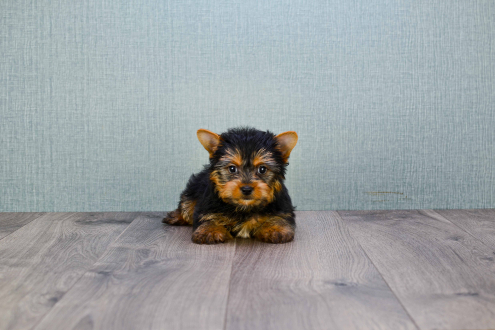 Meet Rascal - our Yorkshire Terrier Puppy Photo 