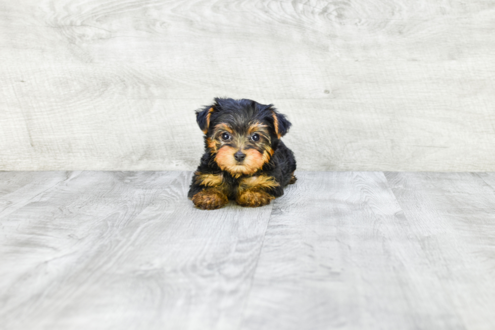 Meet Twinkle - our Yorkshire Terrier Puppy Photo 