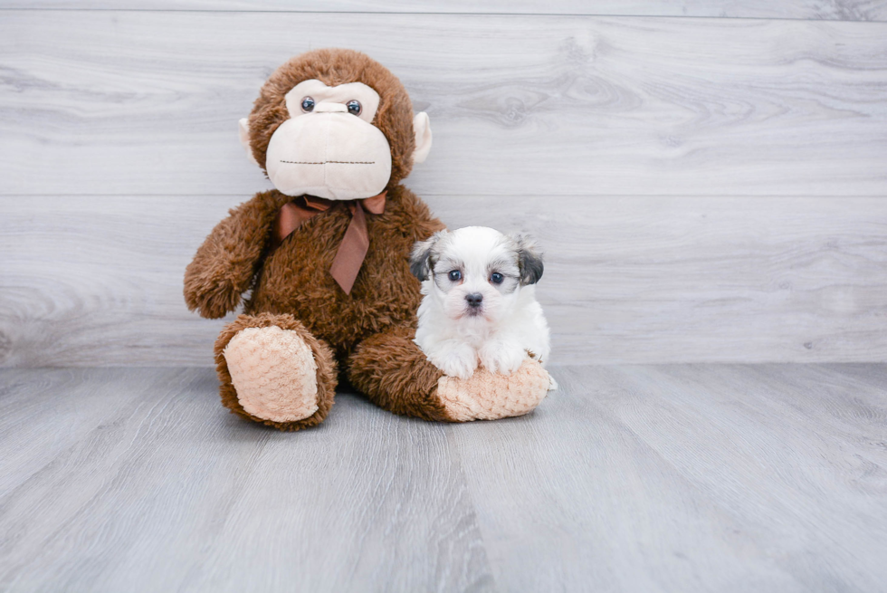 Teddy Bear Puppy for Adoption