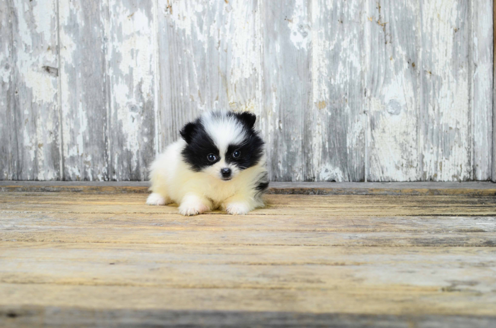 Pomeranian Pup Being Cute