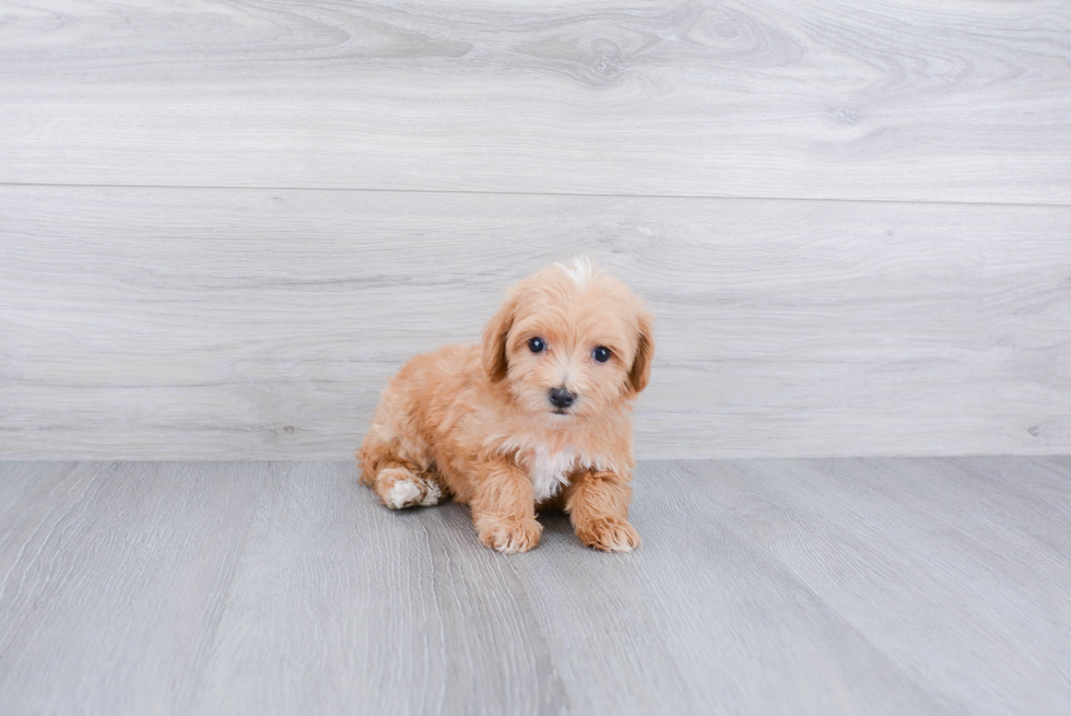 Sweet Maltipoo Baby