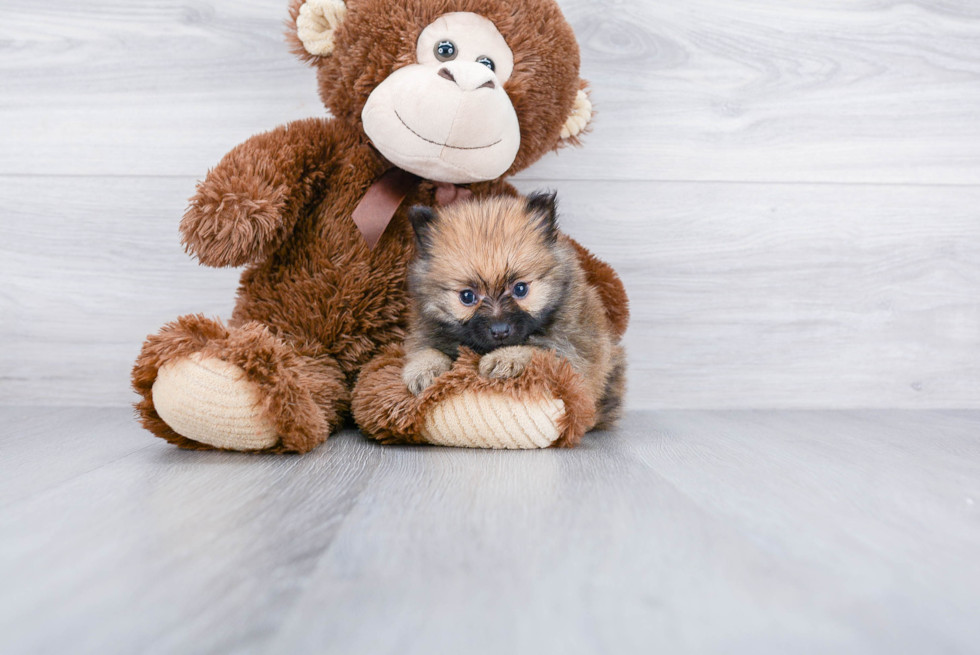 Playful Pomeranian Baby